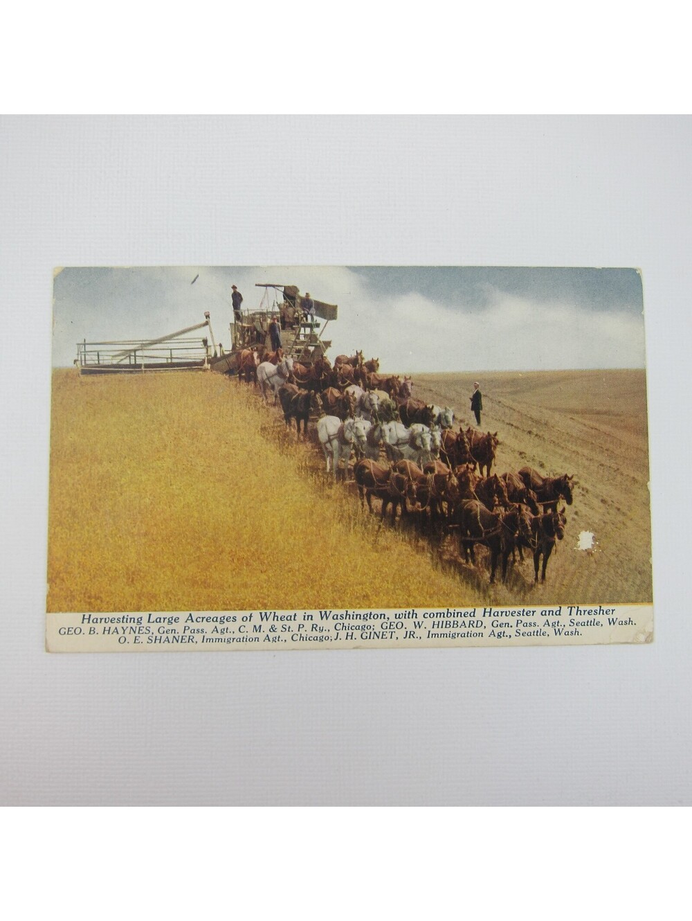 Postcard Washington Wheat Harvest Farming Horses Harvester Thresher Antique 1915
